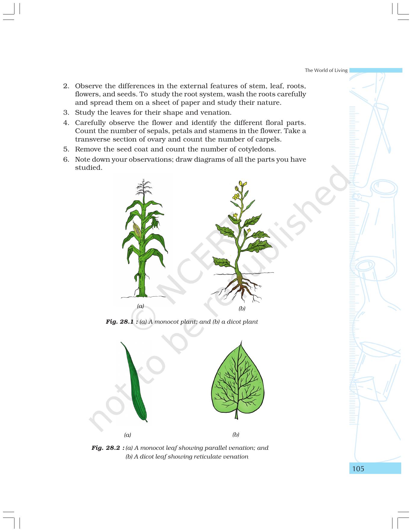 NCERT Laboratory Manuals for Class IX Science - The World of Living - Page 37
