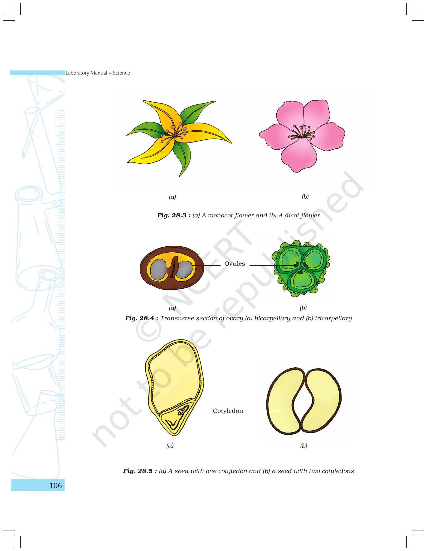 NCERT Laboratory Manuals for Class IX Science - The World of Living - Page 38
