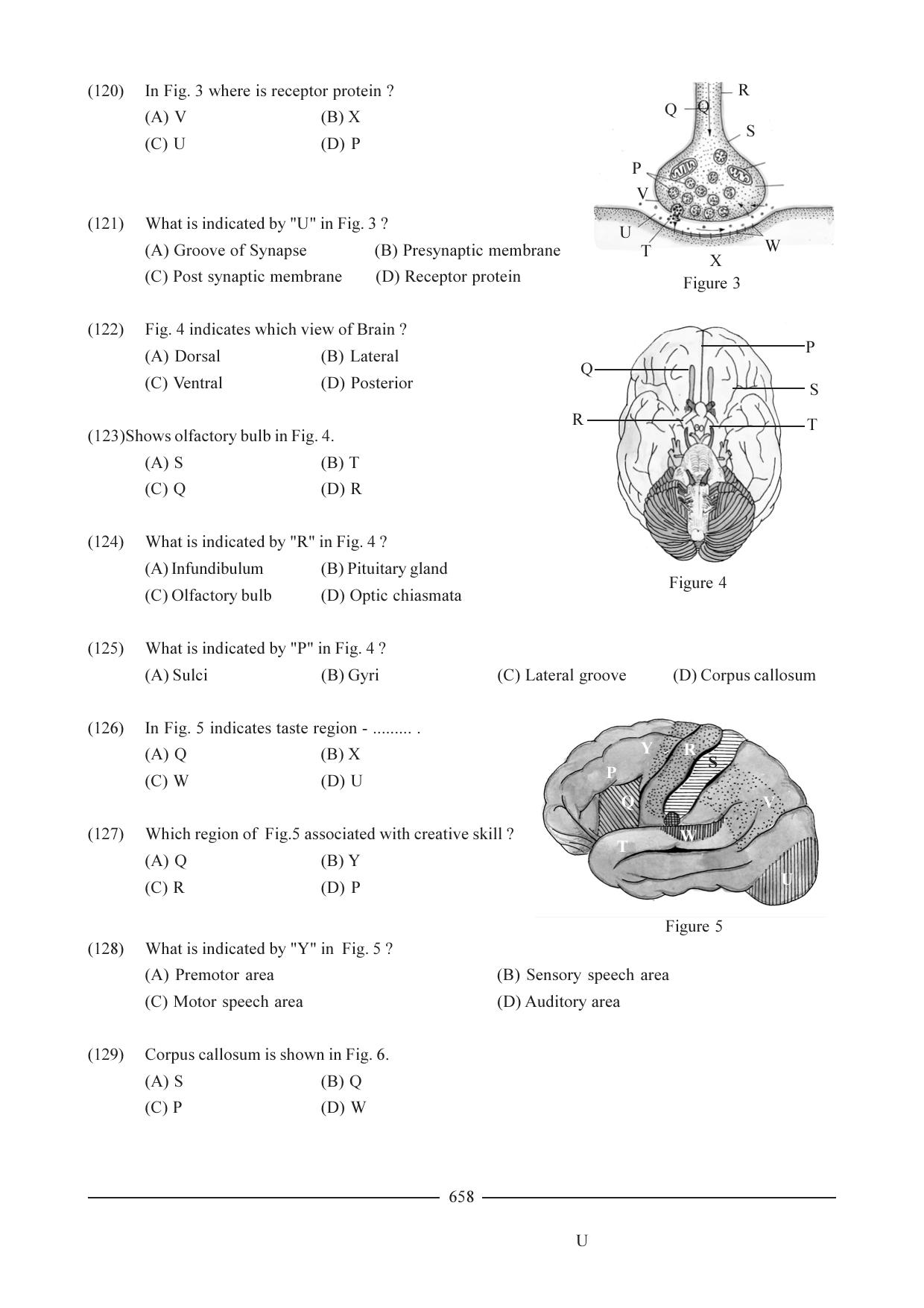 GSEB HSC Biology Question Paper (English Medium)- Chapter 31 - Page 19