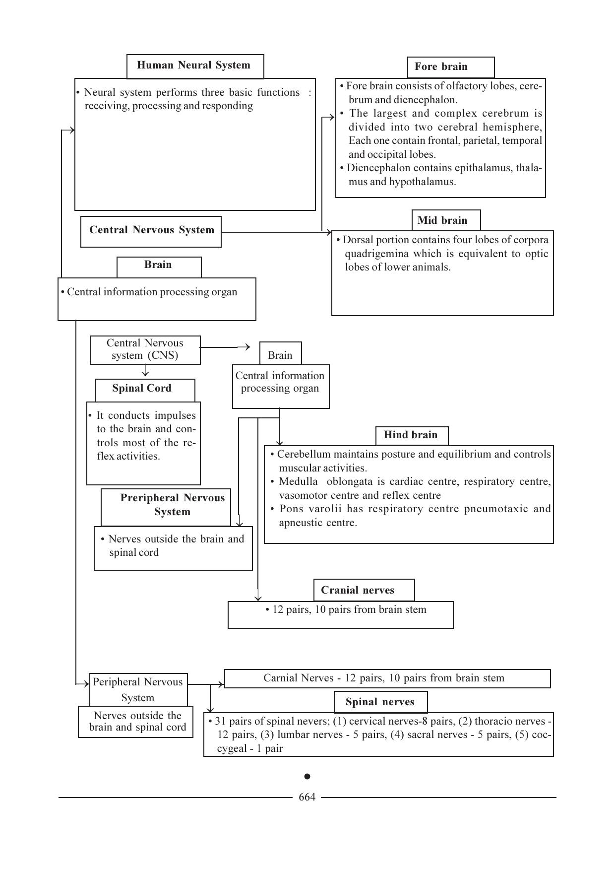 GSEB HSC Biology Question Paper (English Medium)- Chapter 31 - Page 25