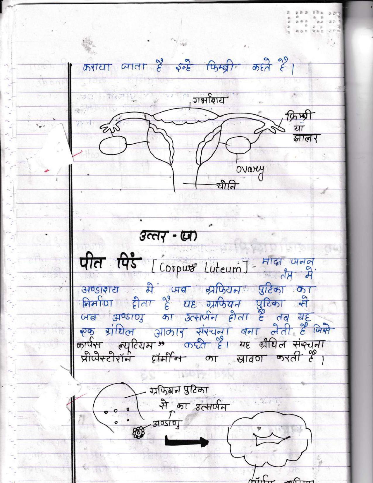 UBSE Class 12 Biology 2022 Toppers Answer Sheet - Page 17