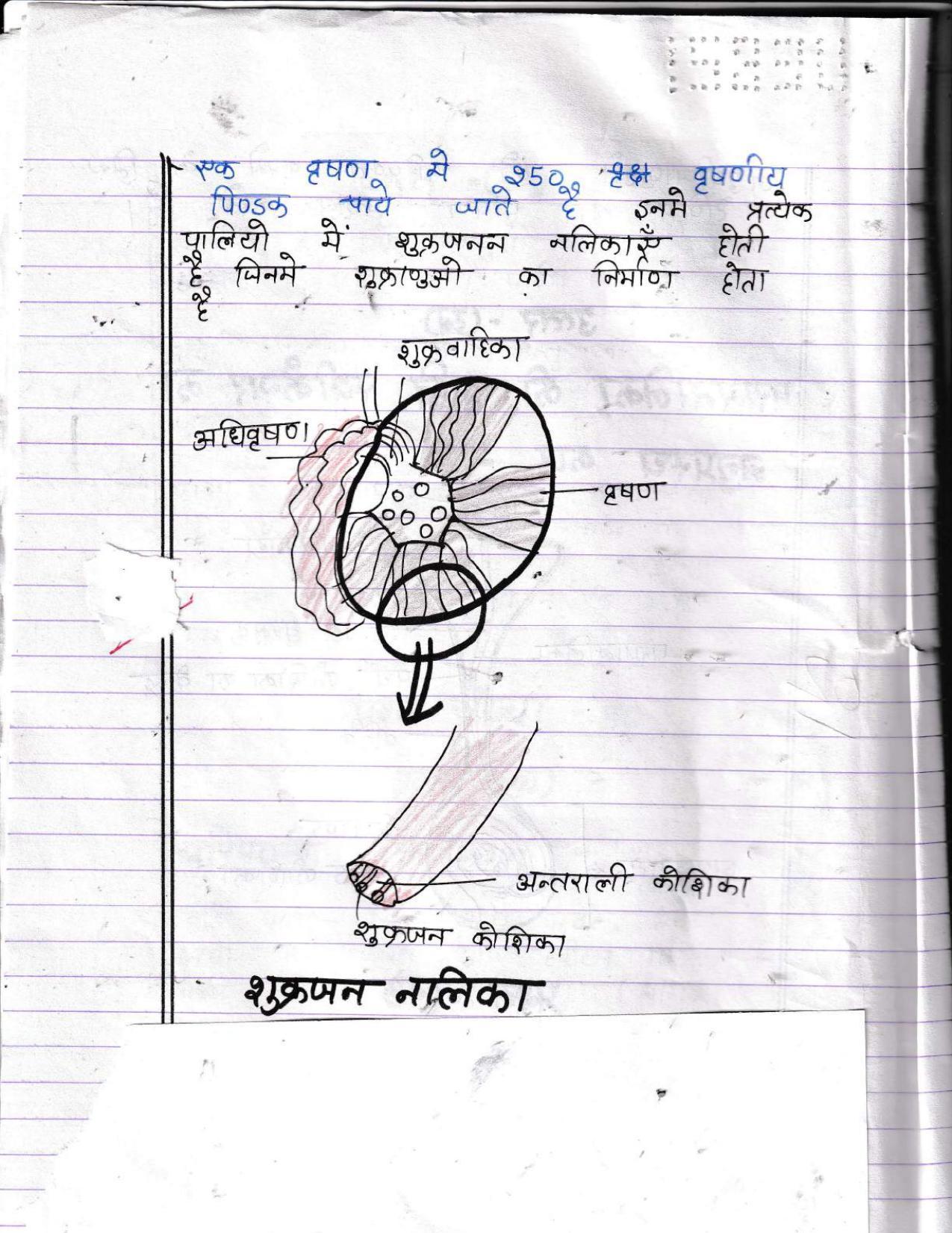 UBSE Class 12 Biology 2022 Toppers Answer Sheet - Page 29