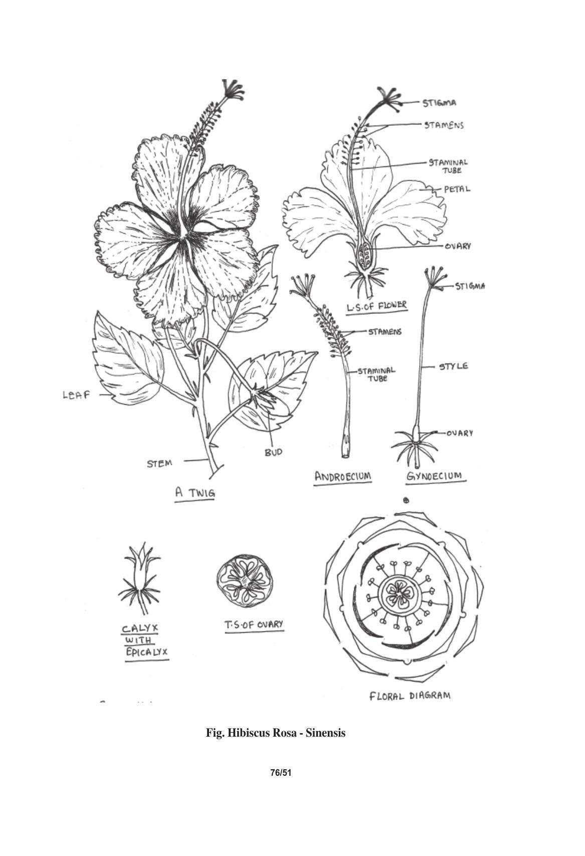 TS SCERT Inter 1st Year Biology Text Book Vol-I Path 1 (English Medium) Text Book - Page 155