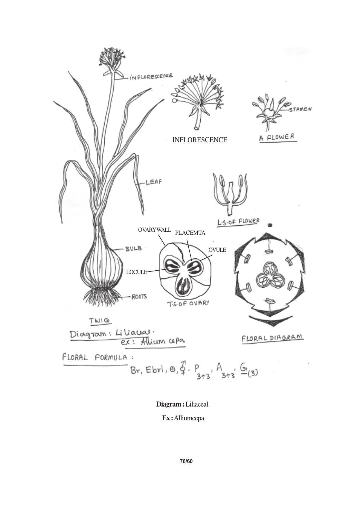 TS SCERT Inter 1st Year Biology Text Book Vol-I Path 1 (English Medium) Text Book - Page 164