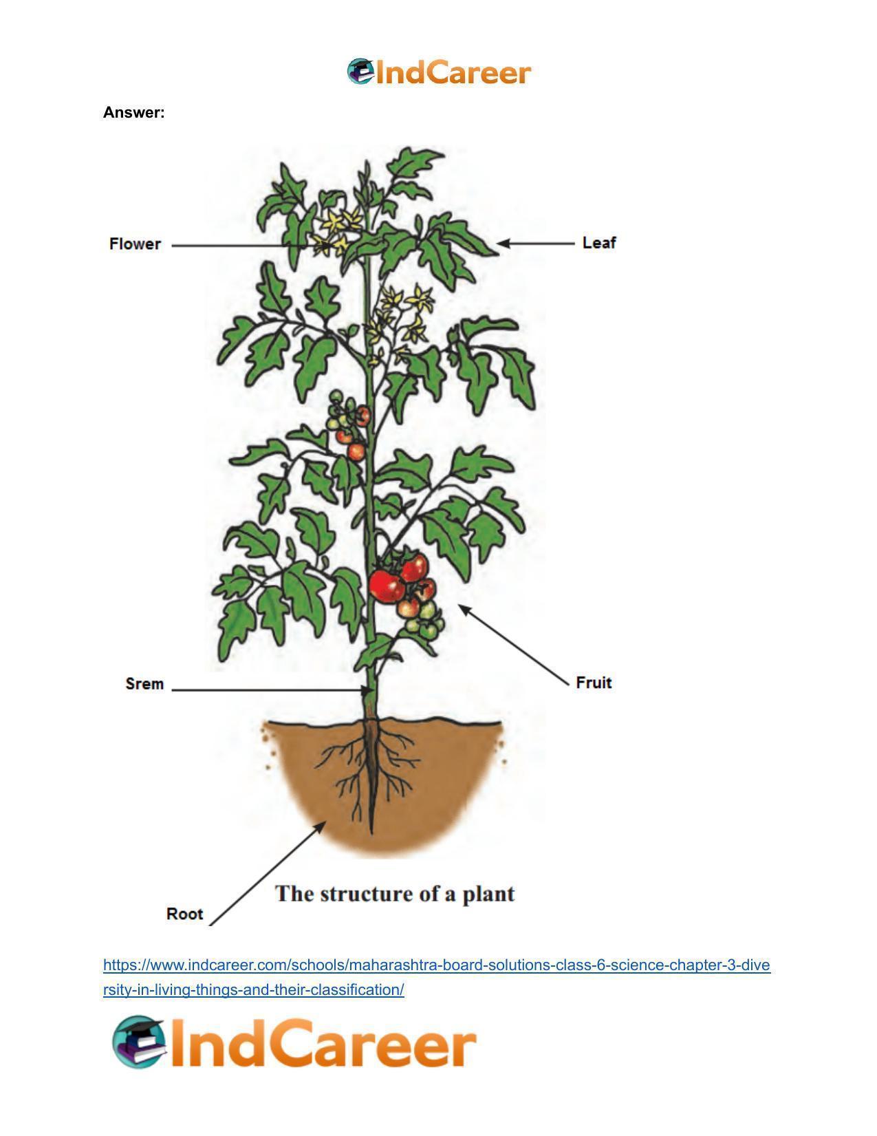 Maharashtra Board Solutions Class 6-Science: Chapter 3- Diversity in Living Things and their Classification - Page 11