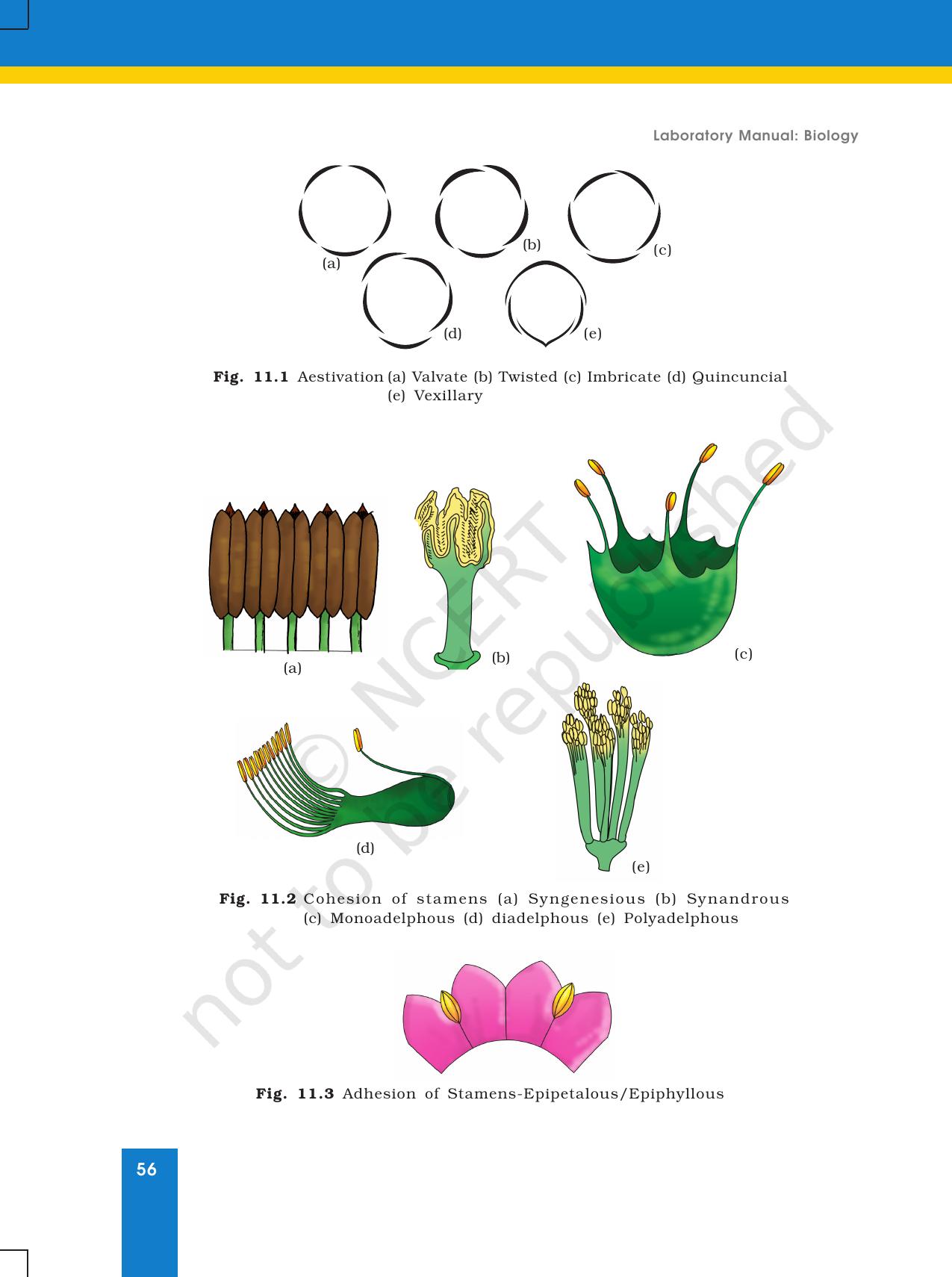 NCERT Laboratory Manuals for Class XI Biology - Exercise 11 & 12 - Page 5