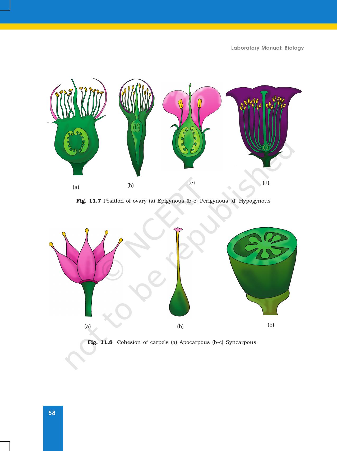 NCERT Laboratory Manuals for Class XI Biology - Exercise 11 & 12 - Page 7