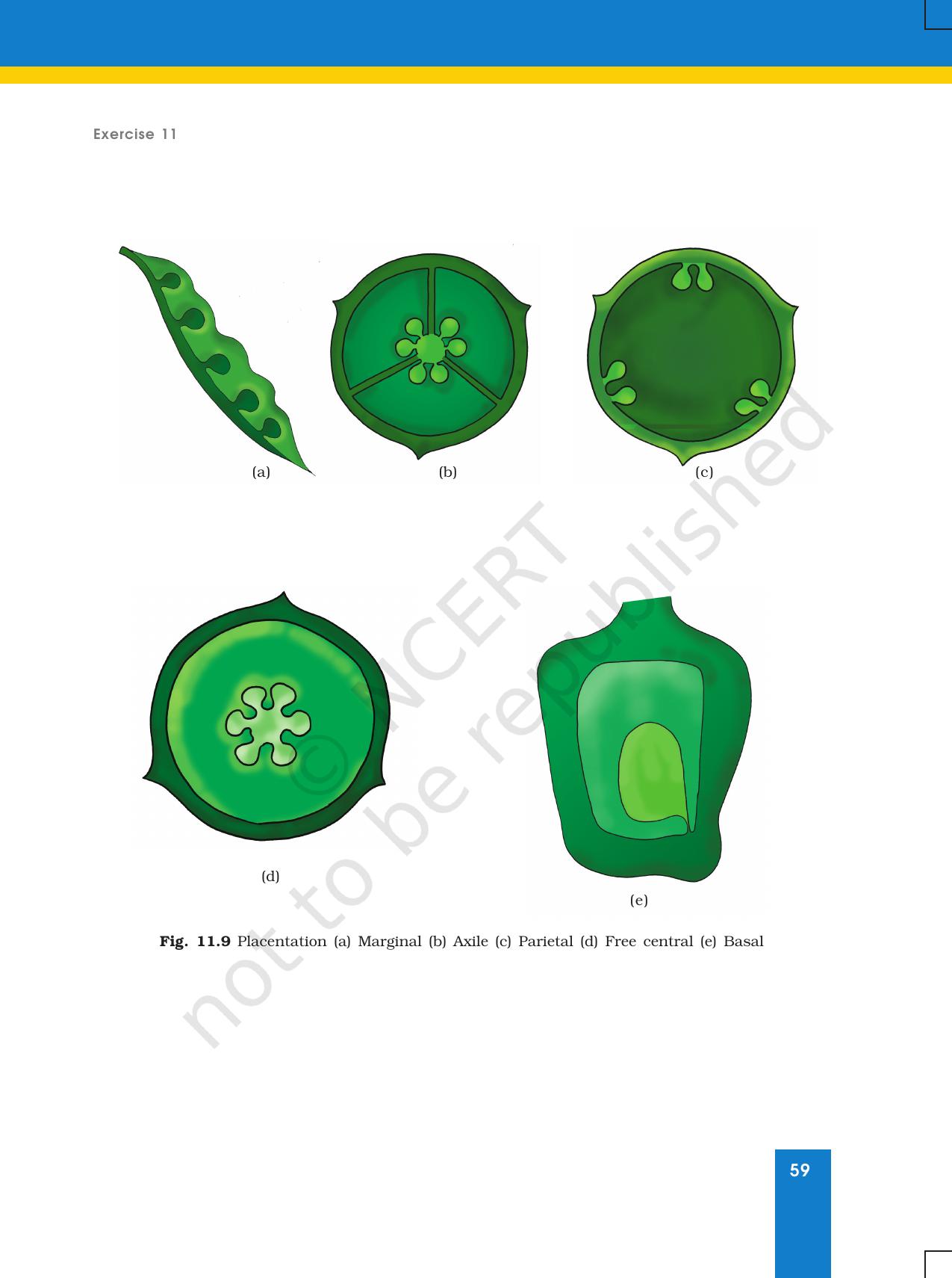 NCERT Laboratory Manuals for Class XI Biology - Exercise 11 & 12 - Page 8