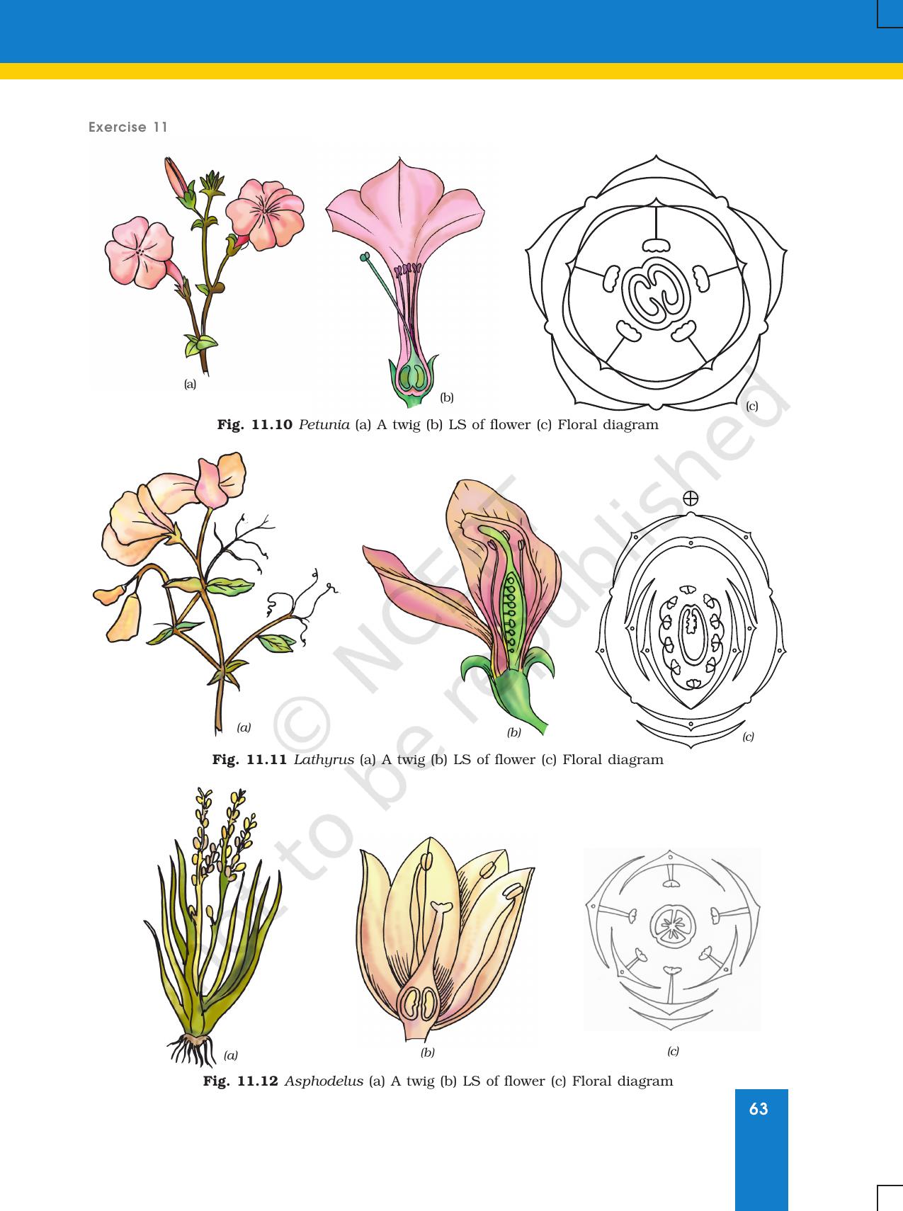NCERT Laboratory Manuals for Class XI Biology - Exercise 11 & 12 - Page 12