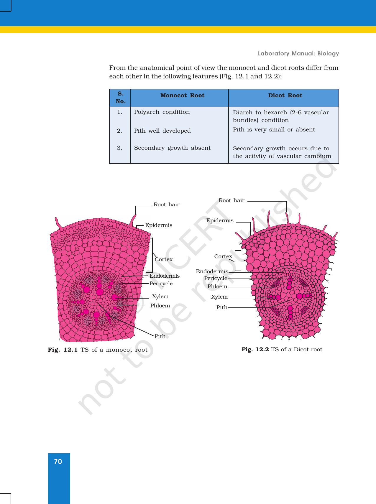 NCERT Laboratory Manuals for Class XI Biology - Exercise 11 & 12 - Page 19