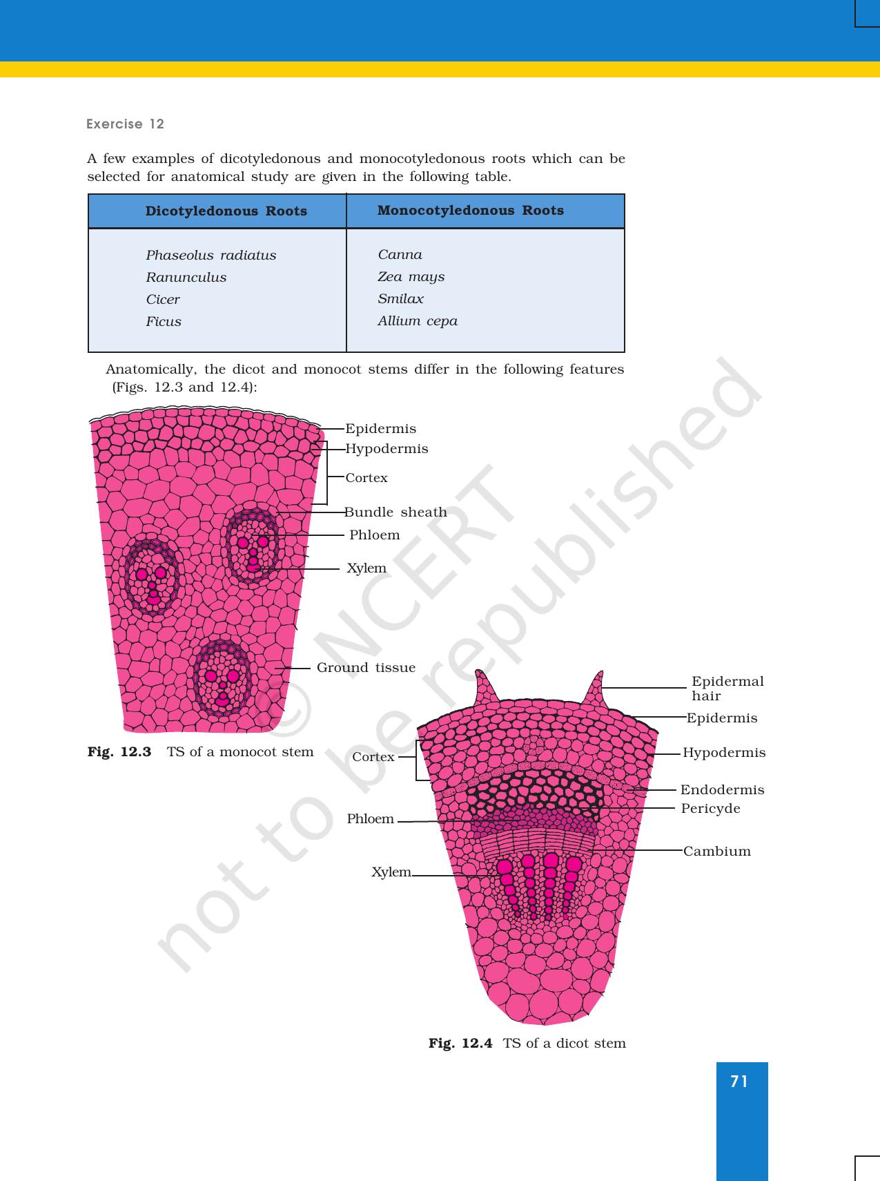 NCERT Laboratory Manuals for Class XI Biology - Exercise 11 & 12 - Page 20