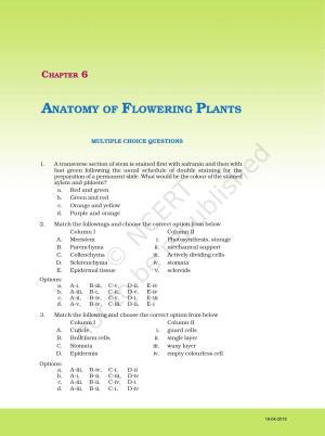 NCERT Exemplar Book for Class 11 Biology: Chapter 6 Anatomy of Flowering Plants