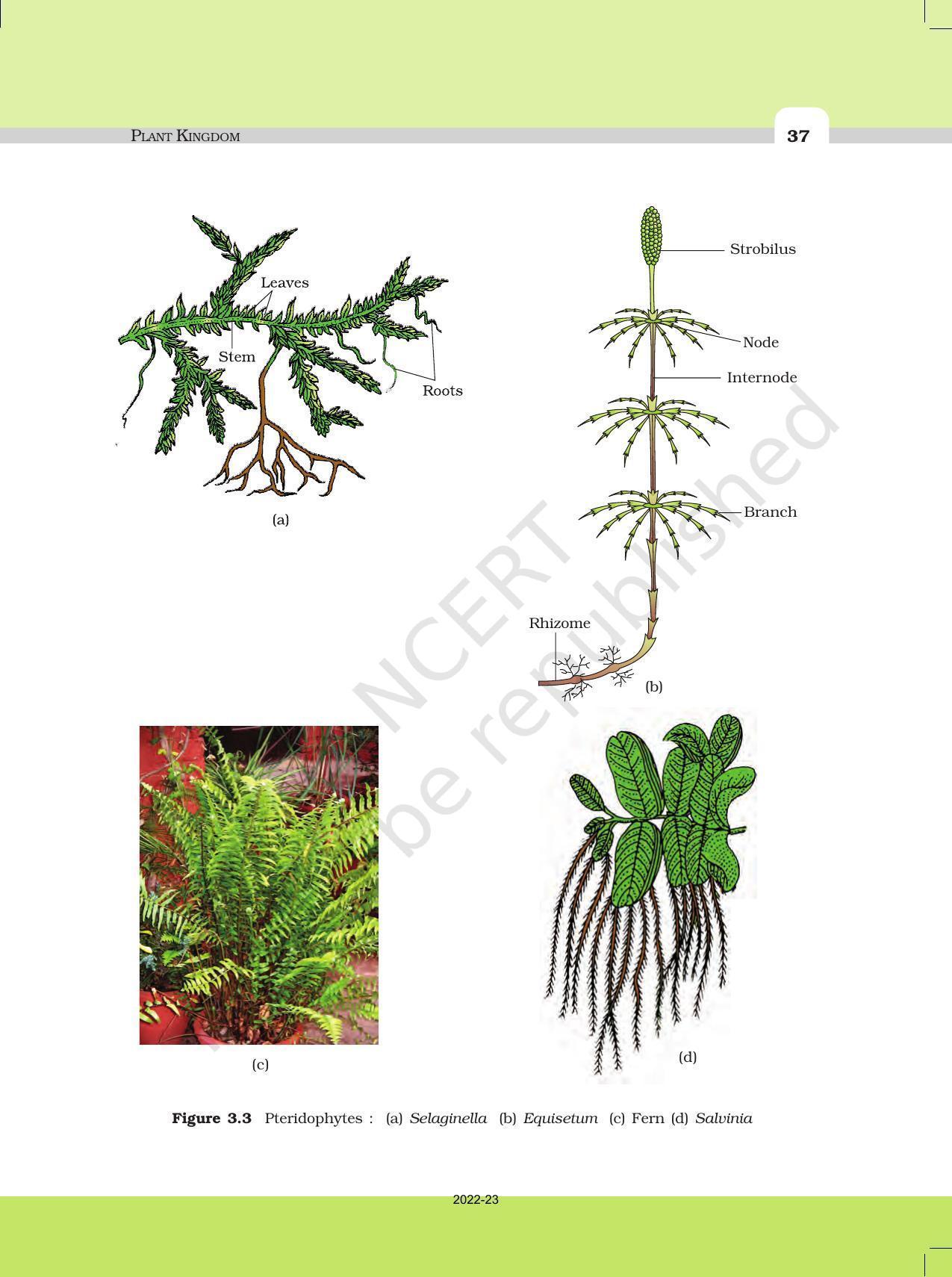 NCERT Book for Class 11 Biology Chapter 3 Plant Kingdom - Page 9