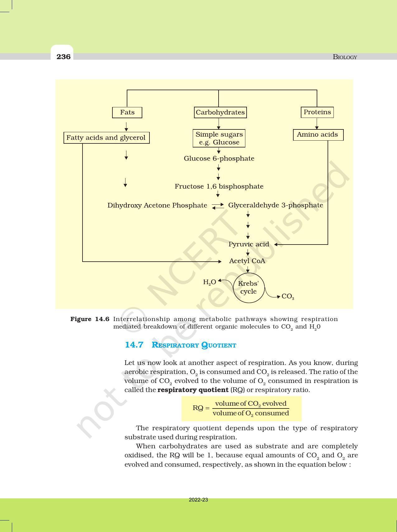 NCERT Book for Class 11 Biology Chapter 14 Respiration in Plants - Page 11
