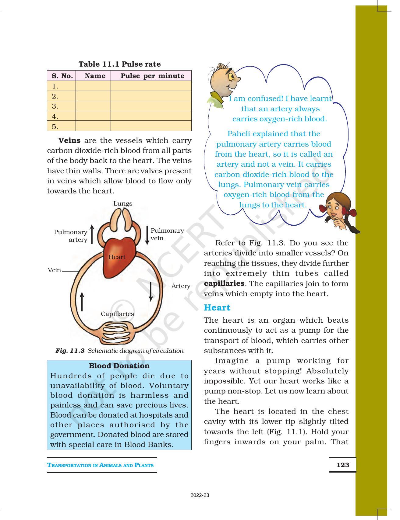 NCERT Book for Class 7 Science: Chapter 11-Transportation in Animals and Plants - IndCareer Docs NCERT Book for Class 7 Science: Chapter 11-Transportation in Animals and Plants - IndCareer Docs