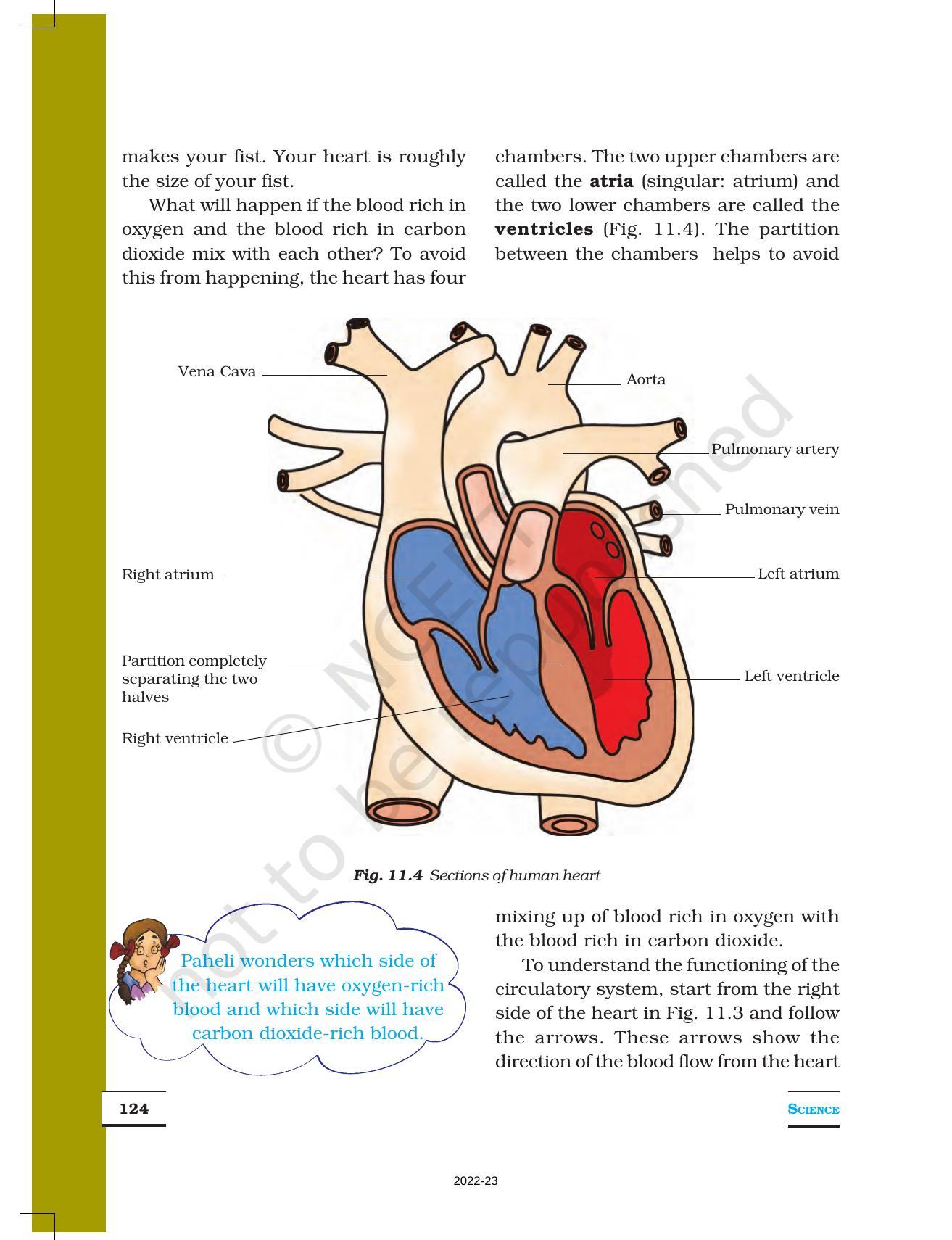 NCERT Book for Class 7 Science: Chapter 11-Transportation in Animals and Plants - Page 4