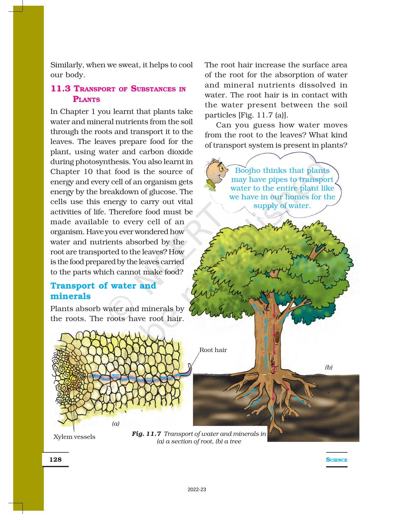 NCERT Book for Class 7 Science: Chapter 11-Transportation in Animals and Plants - Page 8