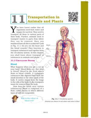 NCERT Book for Class 7 Science: Chapter 11-Transportation in Animals and Plants