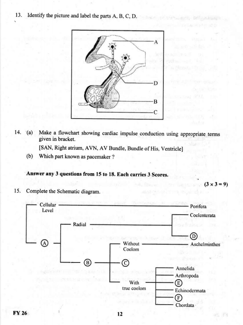 Kerala Plus One 2019 Biology Question Paper - Page 12