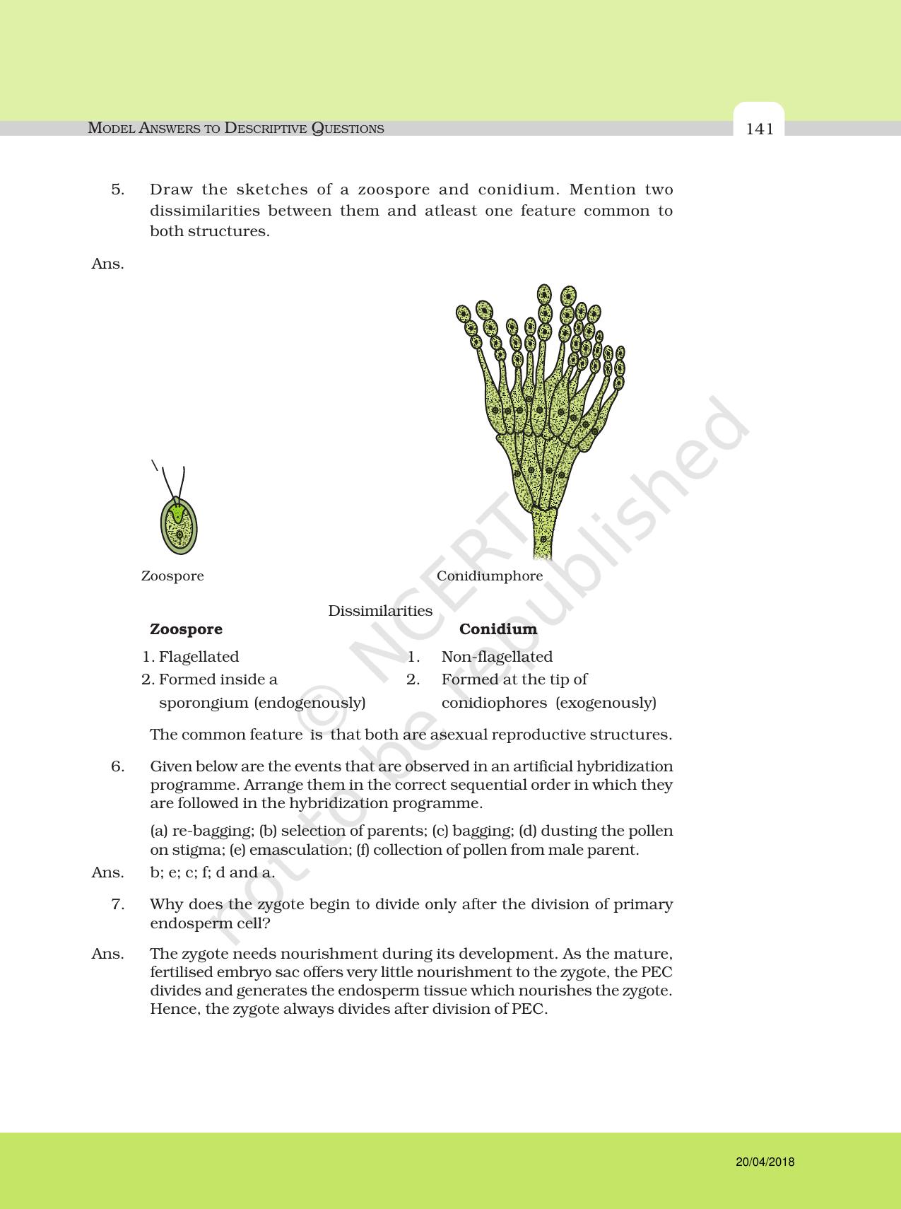 NCERT Exemplar Class 12: Biology - Answers to Descriptive Questions - Page 17