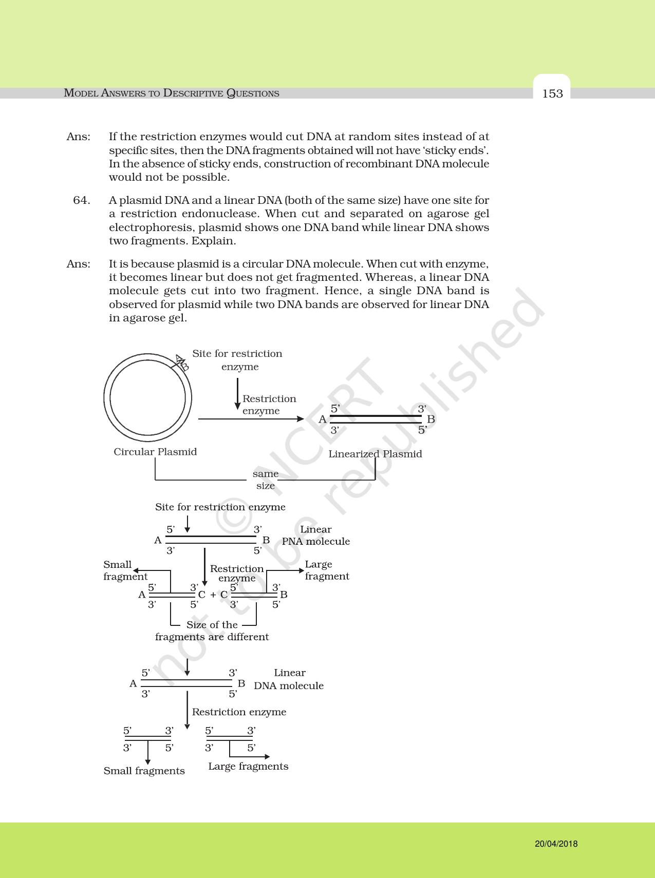 NCERT Exemplar Class 12: Biology - Answers to Descriptive Questions - Page 29