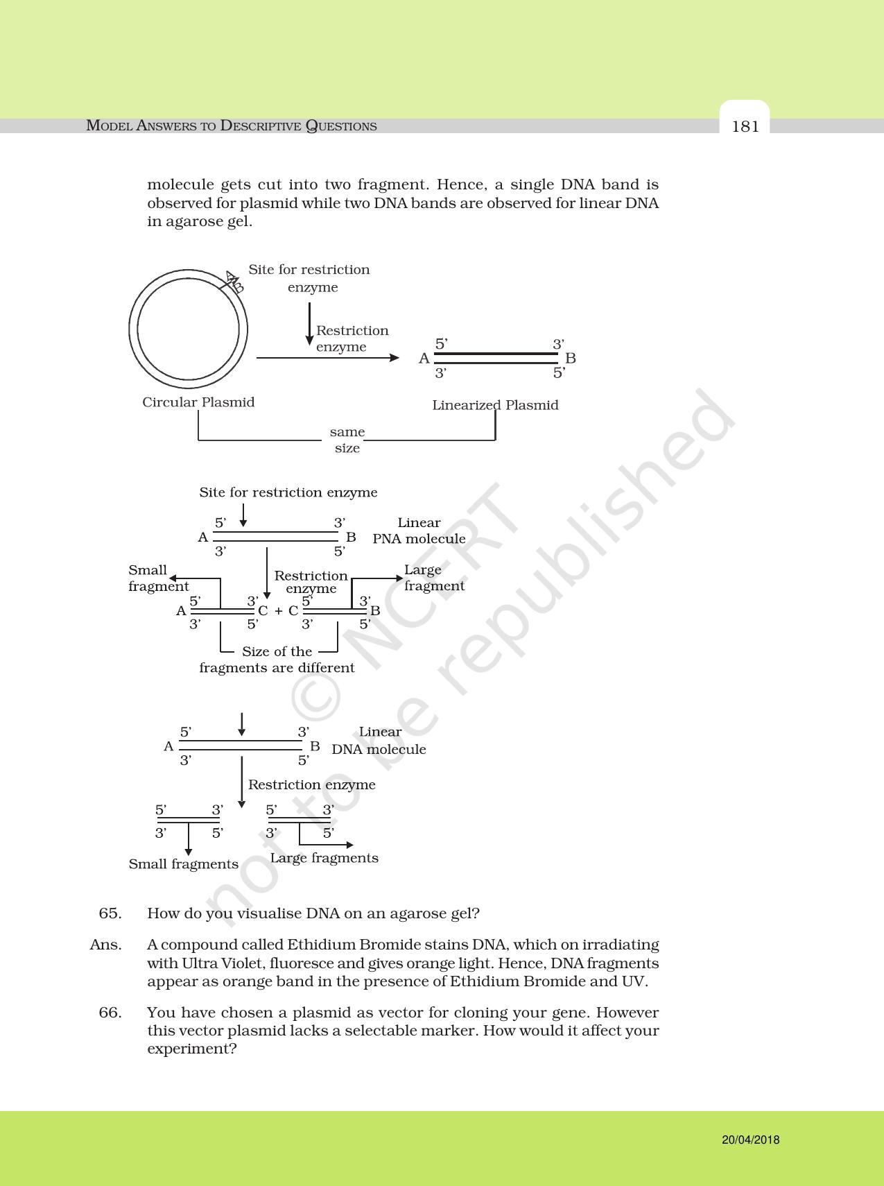 NCERT Exemplar Class 12: Biology - Answers to Descriptive Questions - Page 57