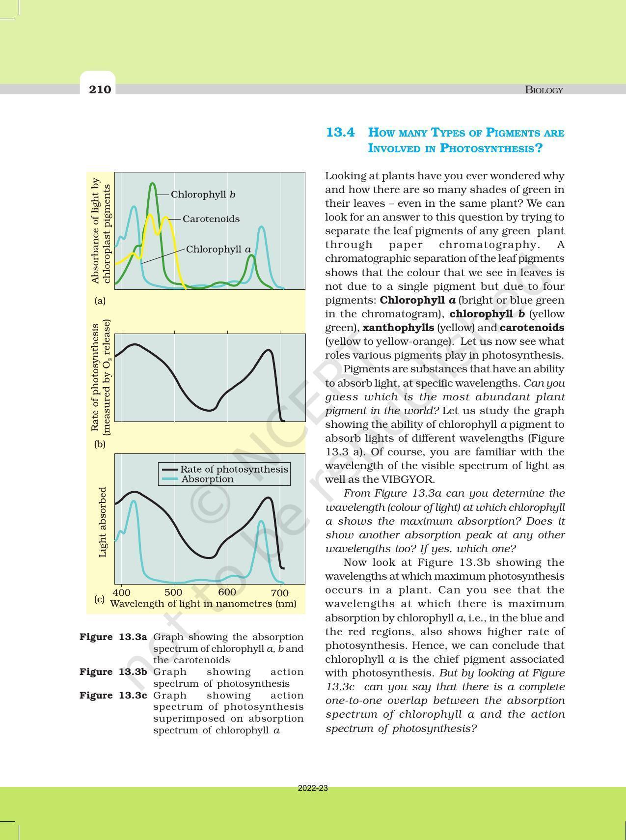 NCERT Book for Class 11 Biology Chapter 13 Photosynthesis in Higher Plants - Page 5
