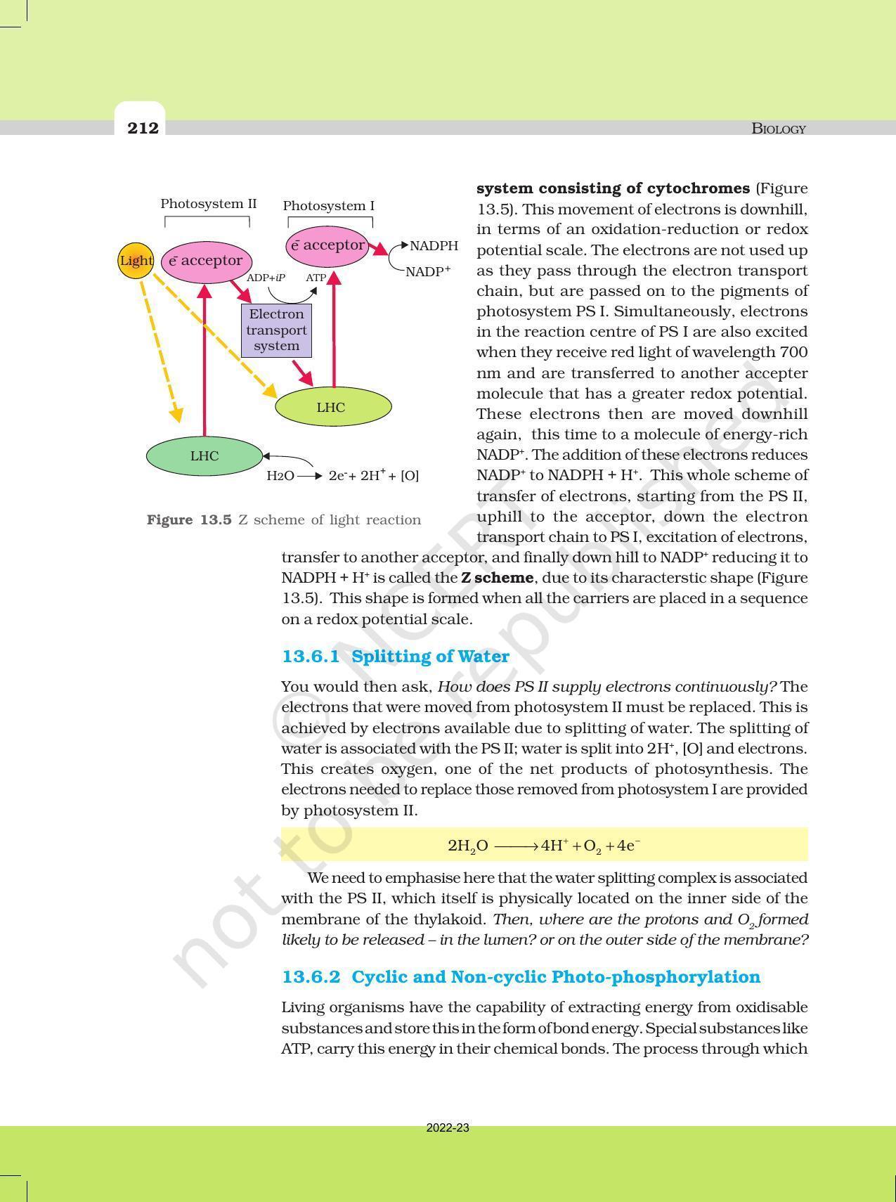 NCERT Book for Class 11 Biology Chapter 13 Photosynthesis in Higher Plants - Page 7