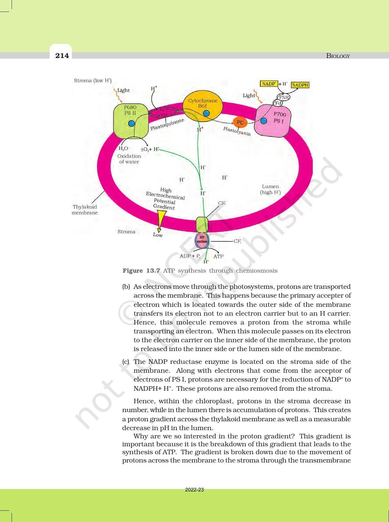 NCERT Book for Class 11 Biology Chapter 13 Photosynthesis in Higher Plants - Page 9