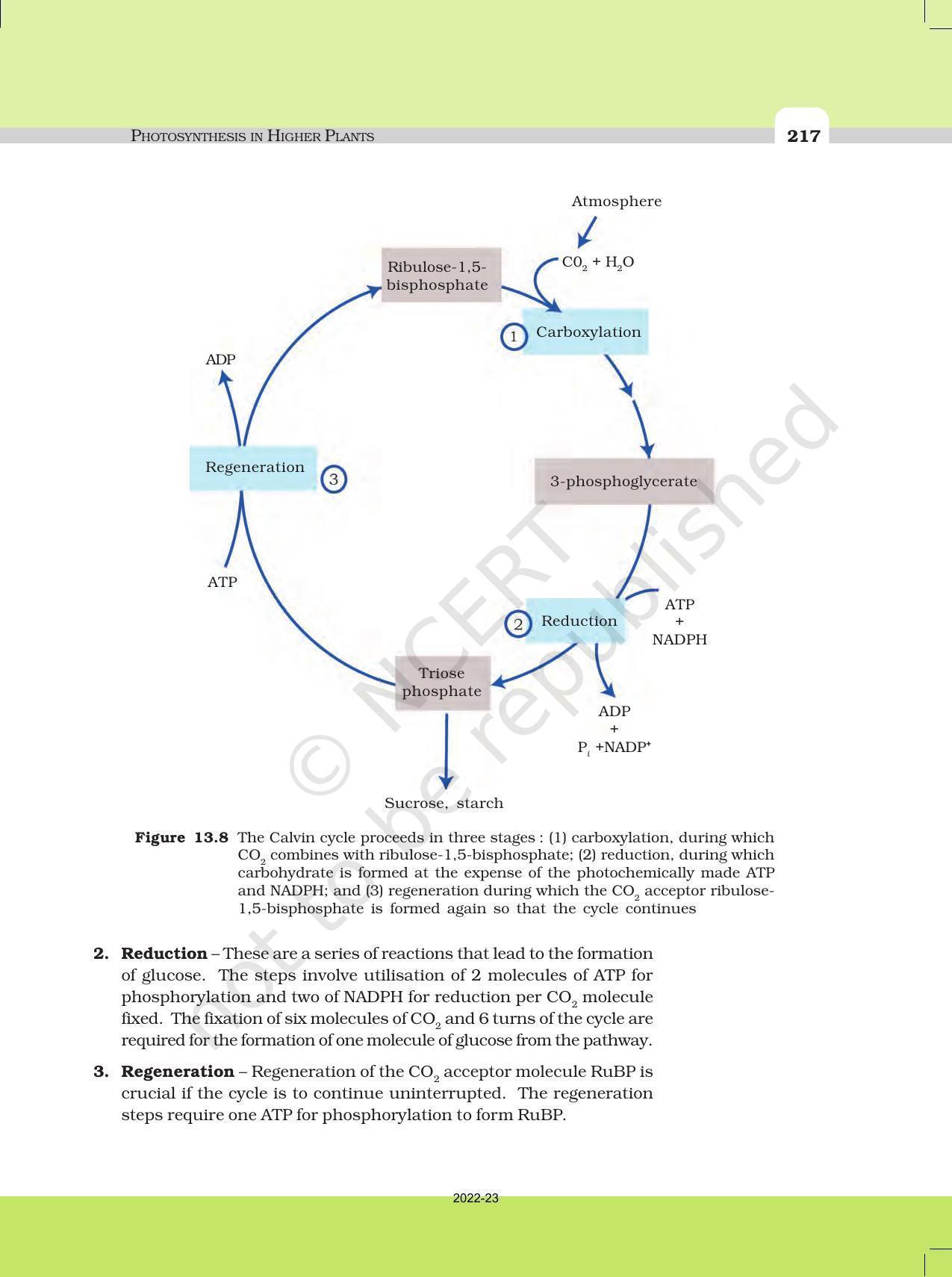 NCERT Book for Class 11 Biology Chapter 13 Photosynthesis in Higher Plants - Page 12