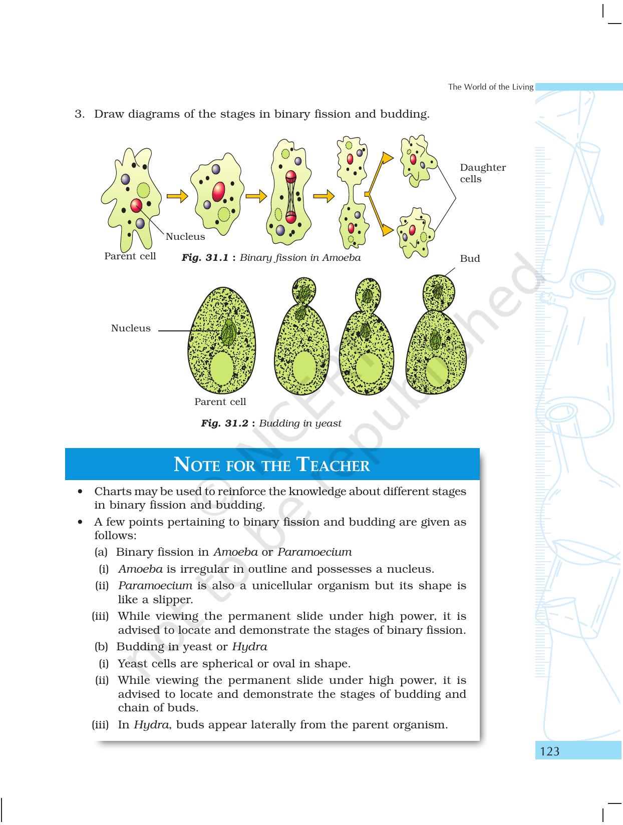 NCERT Laboratory Manuals for Class X Science - The World of Living - Page 31