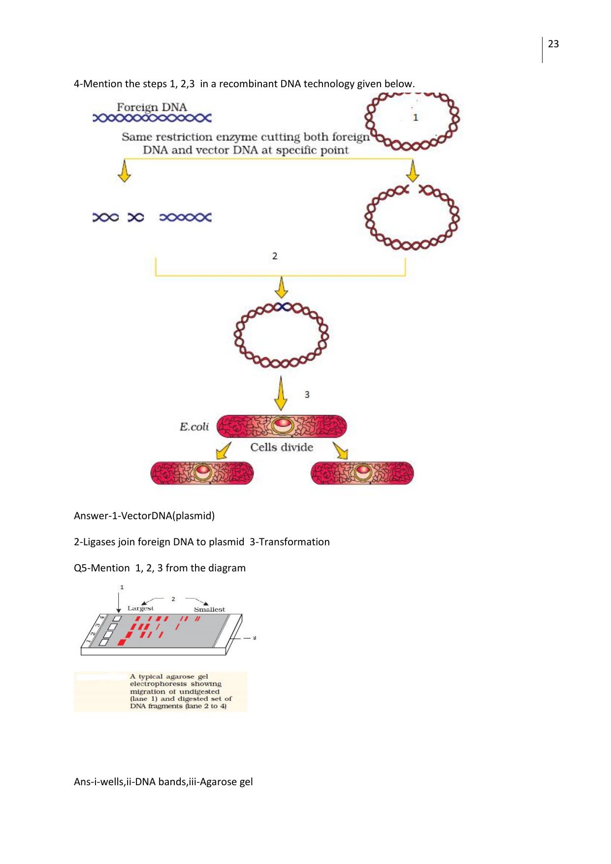 CBSE Worksheets for Class 12 Biology All Chapters - Page 23