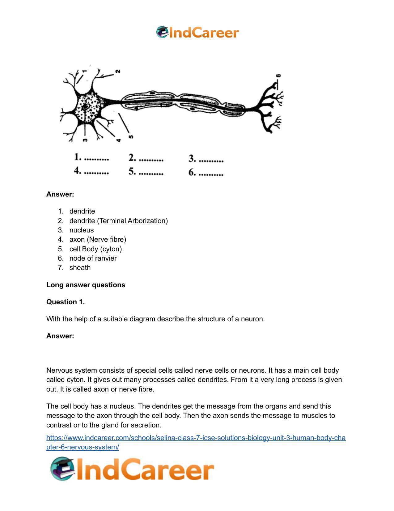 Selina Class 7 ICSE Solutions Biology (Unit 3) - Human Body: Chapter 6- Nervous System - Page 4