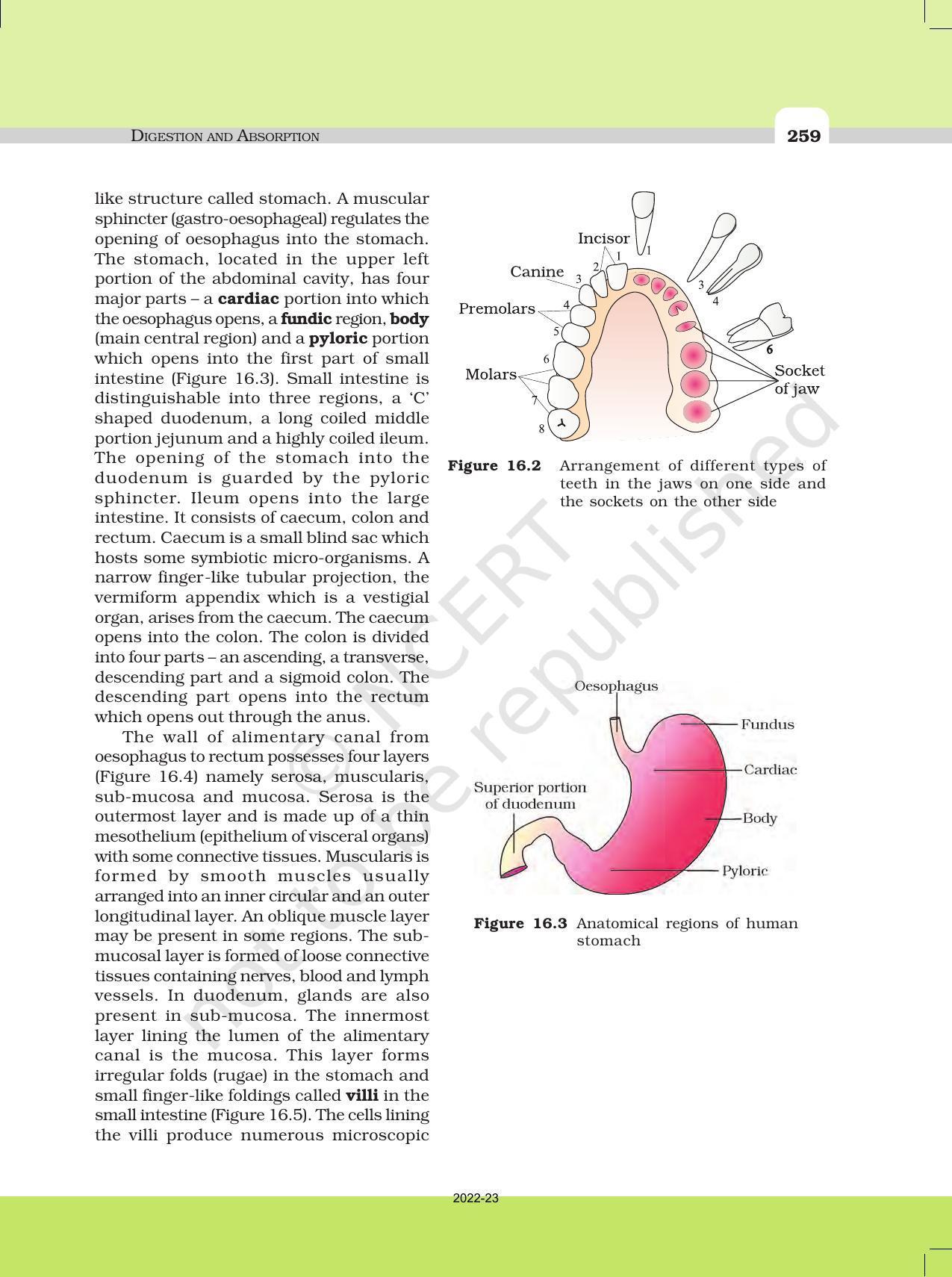 NCERT Book for Class 11 Biology Chapter 16 Digestion and Absorption - Page 5