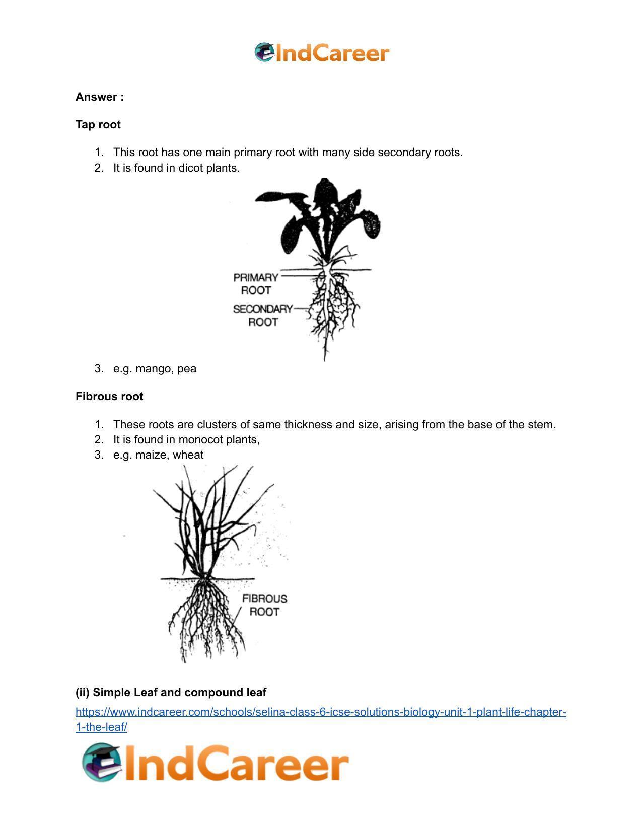 Selina Class 6 ICSE Solutions Biology (Unit 1) - Plant Life: Chapter 1- The Leaf - Page 4