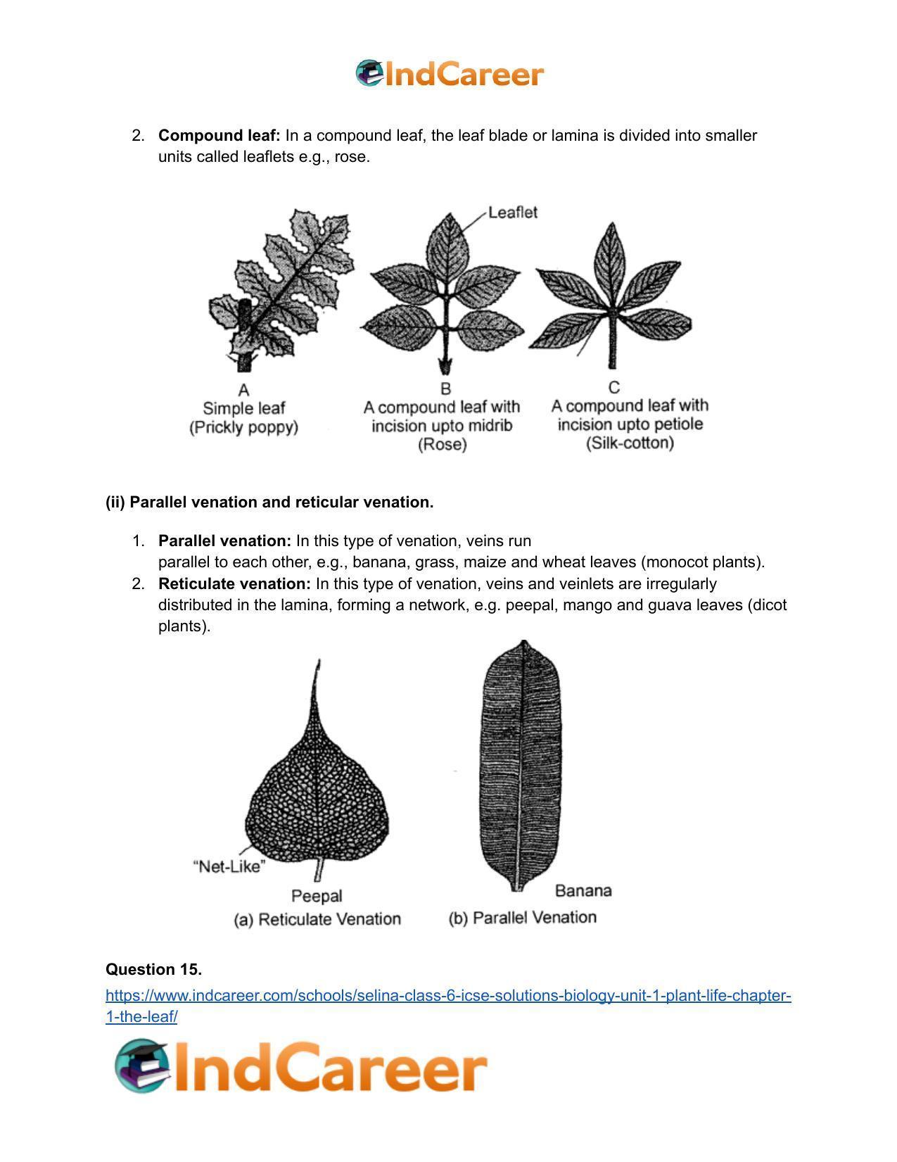 Selina Class 6 ICSE Solutions Biology (Unit 1) - Plant Life: Chapter 1- The Leaf - Page 9