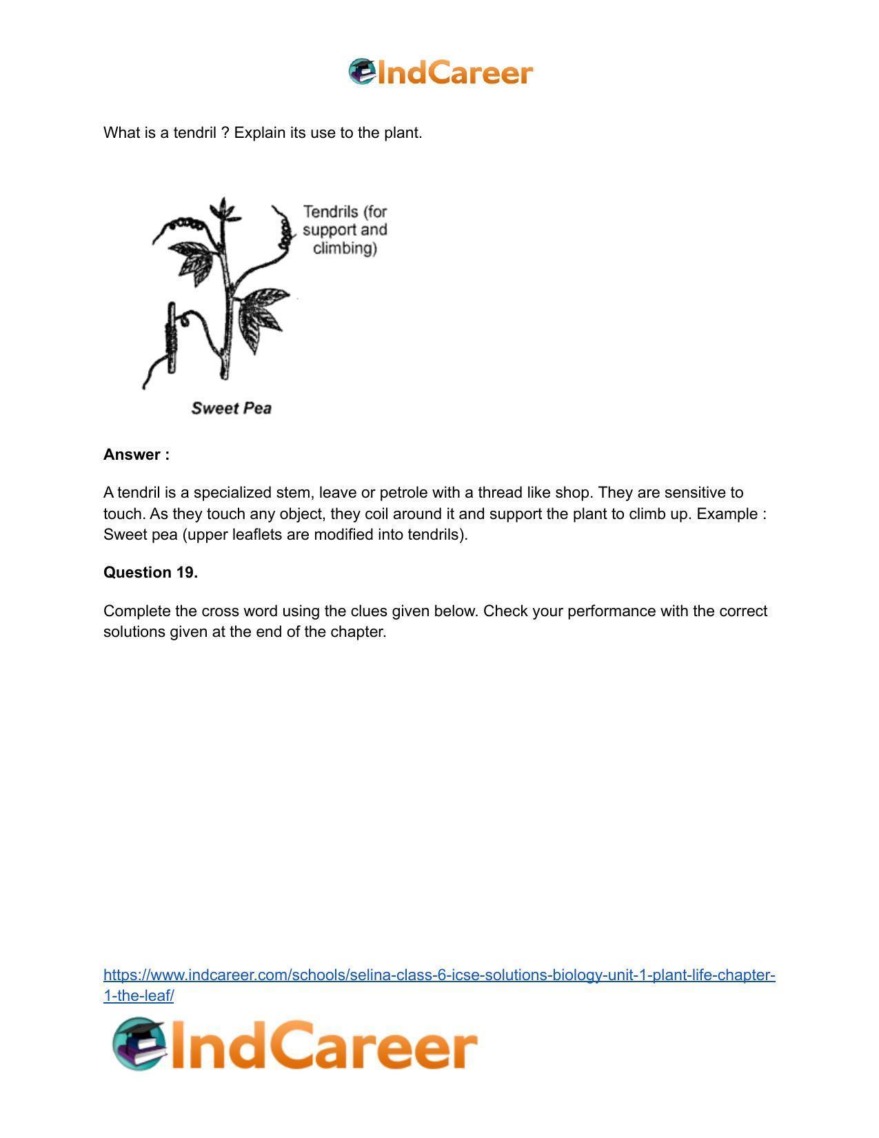 Selina Class 6 ICSE Solutions Biology (Unit 1) - Plant Life: Chapter 1- The Leaf - Page 11