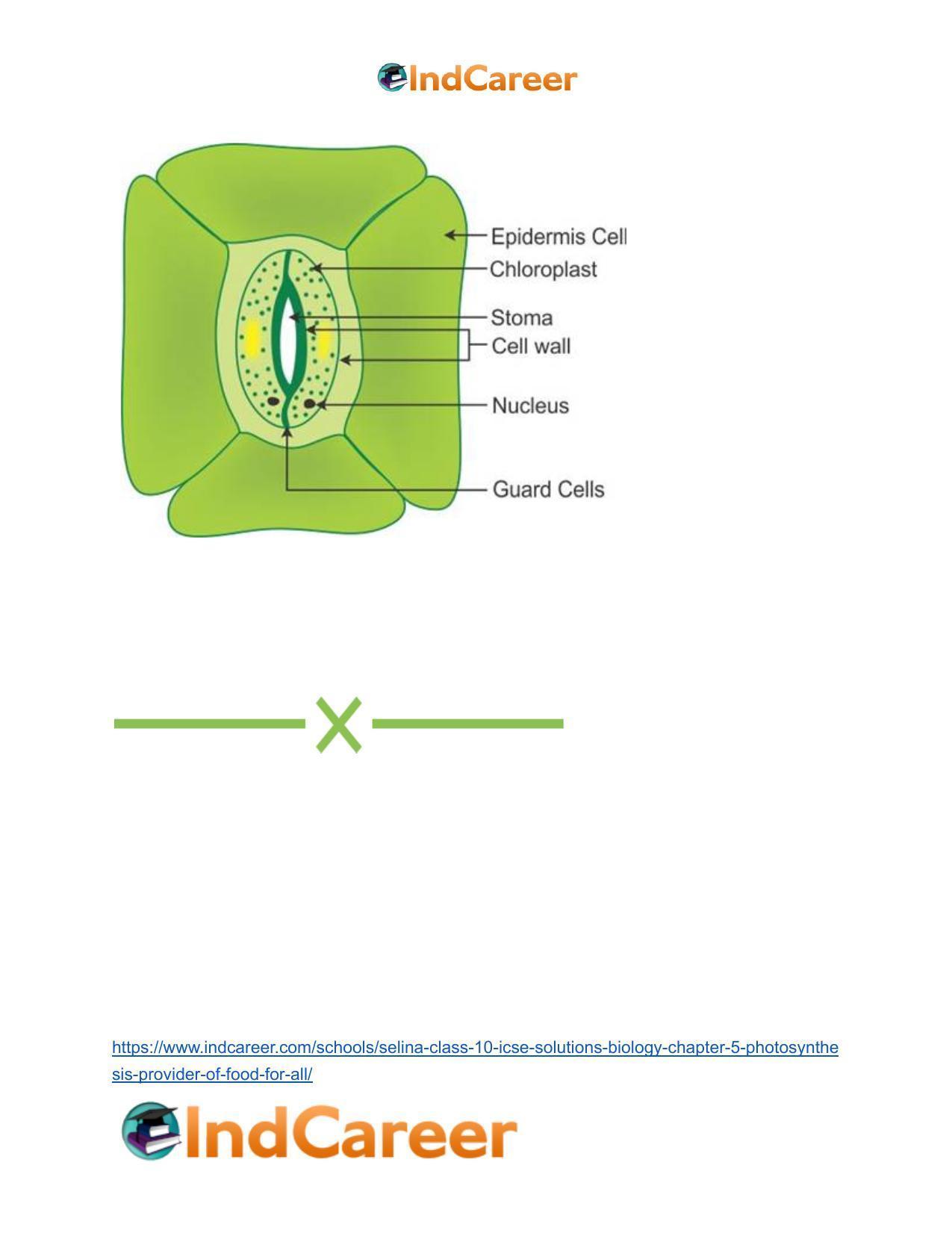 Selina Class 10 ICSE Solutions Biology : Chapter 5- Photosynthesis: Provider of Food for All - Page 14
