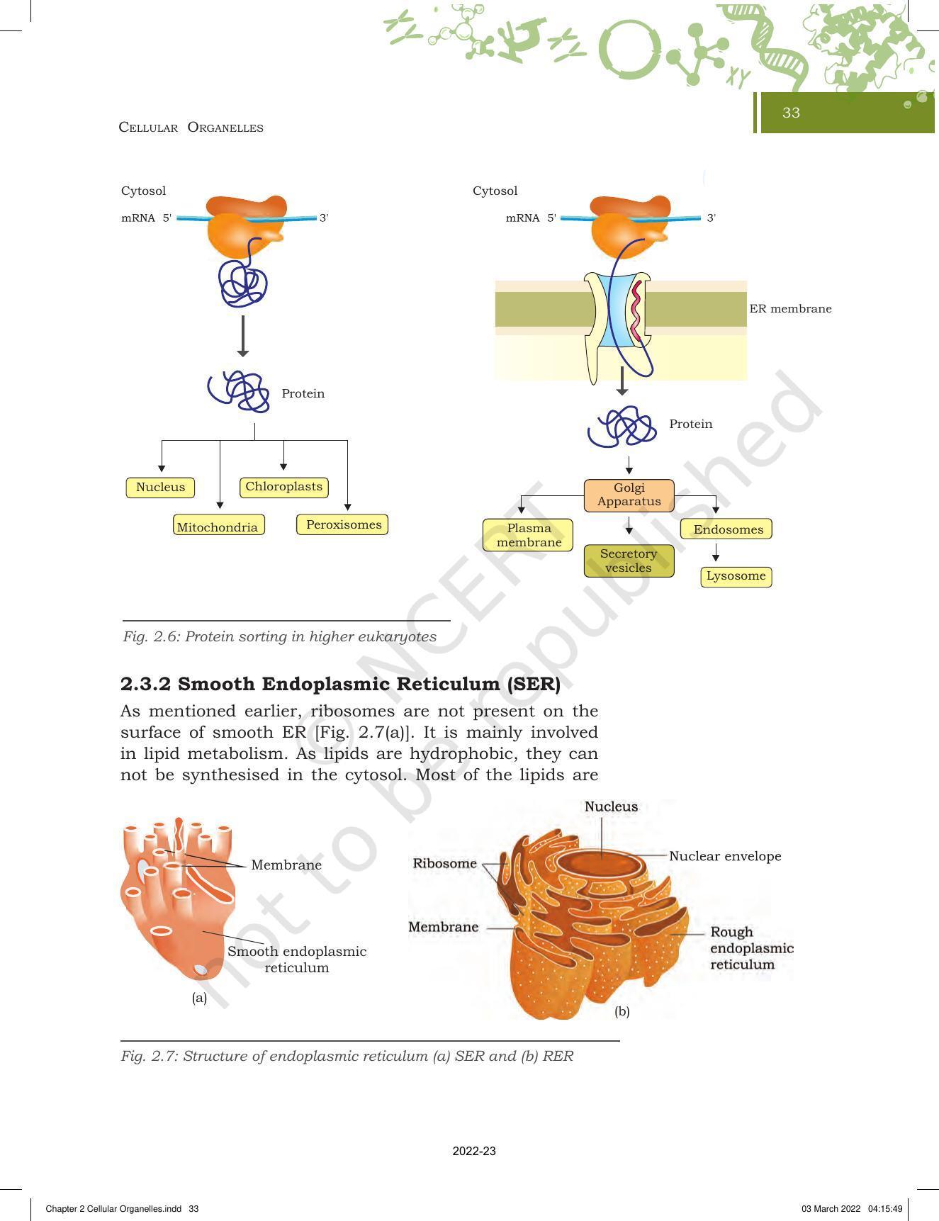 NCERT Book for Class 11 Biotechnology Chapter 2 Cellular Organelles - Page 11