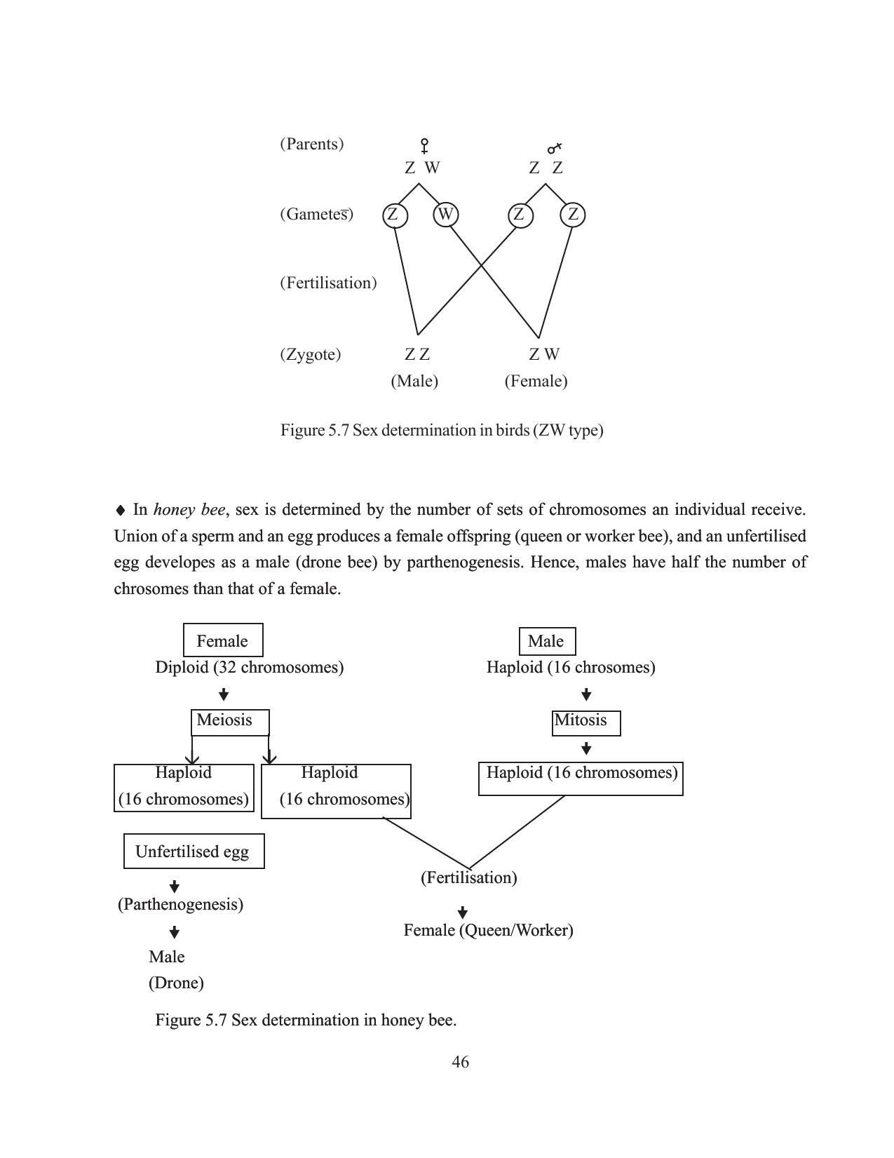Tripura Board Class 12 Biology English Workbooks - Page 52