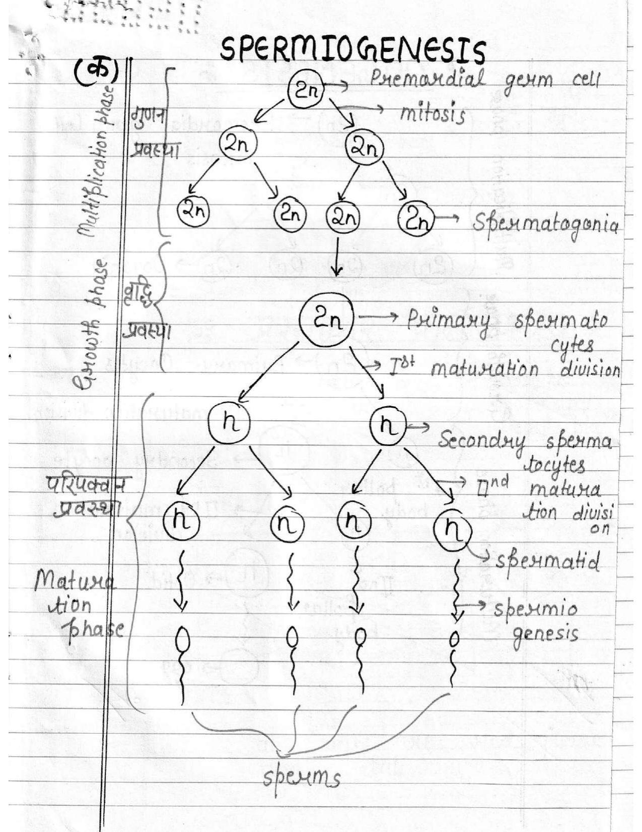 UBSE Class 12 Biology 2020 Toppers Answer Sheet - Page 12