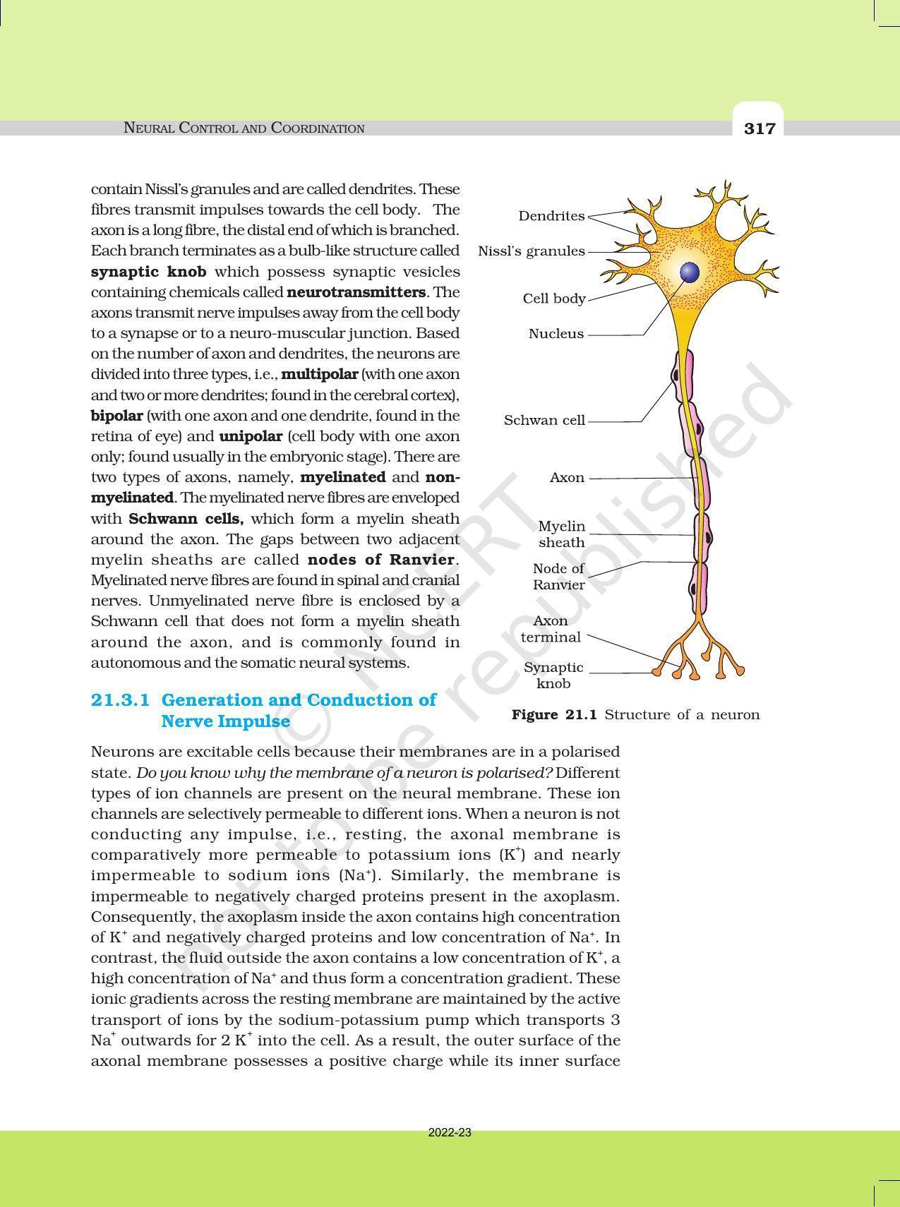 NCERT Book for Class 11 Biology Chapter 21 Neural Control and Coordination - Page 3