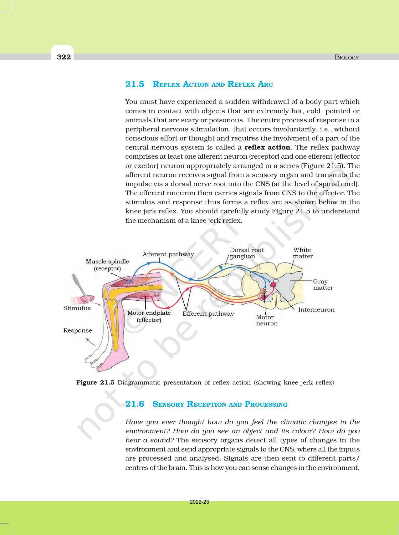 NCERT Book for Class 11 Biology Chapter 21 Neural Control and Coordination - Page 8