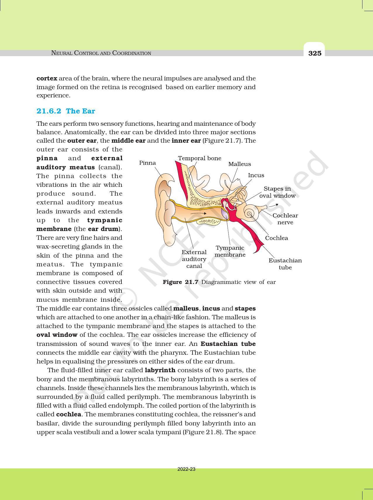 NCERT Book for Class 11 Biology Chapter 21 Neural Control and Coordination - Page 11