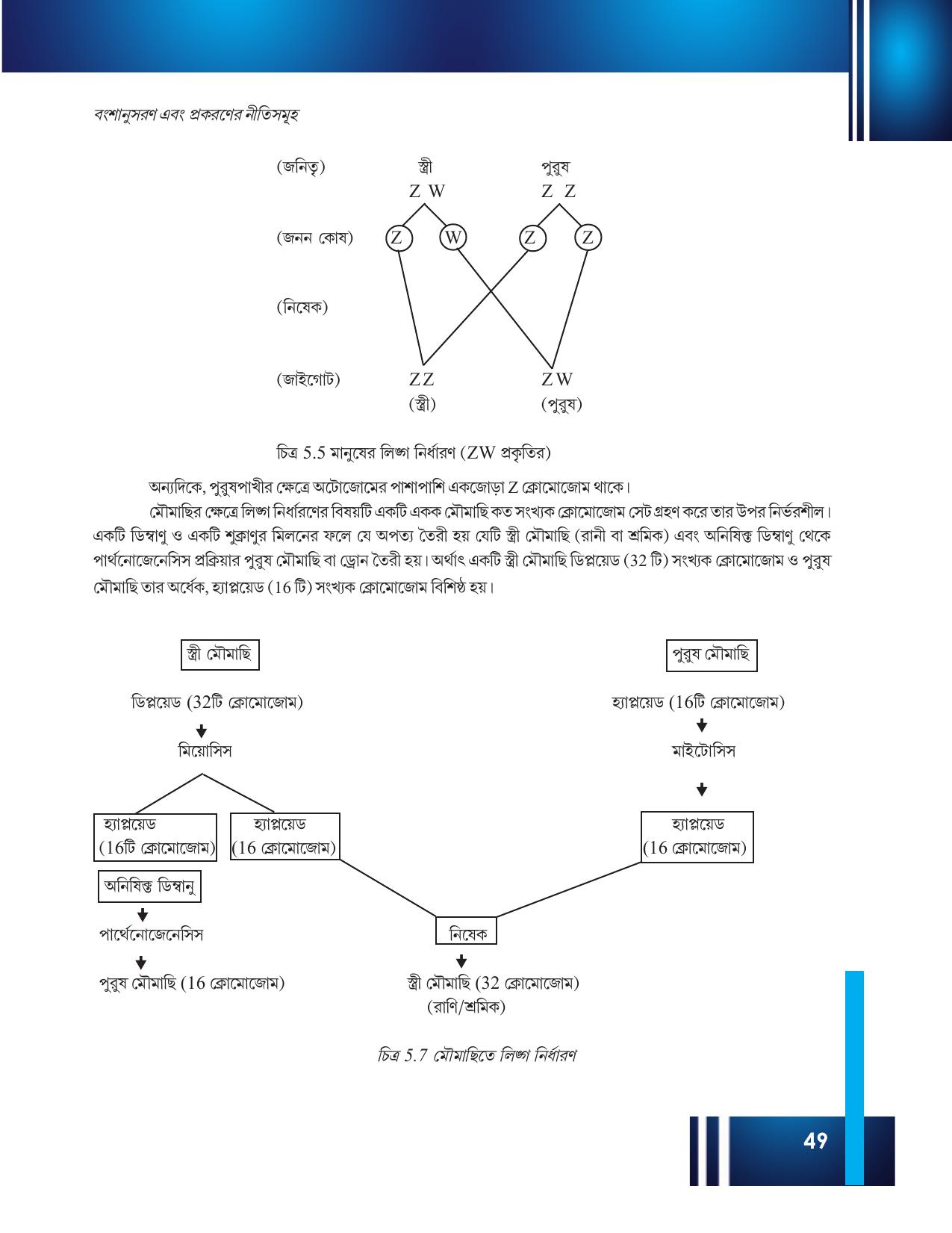 Tripura Board Class 12 Biology Bengali Workbooks - Page 55