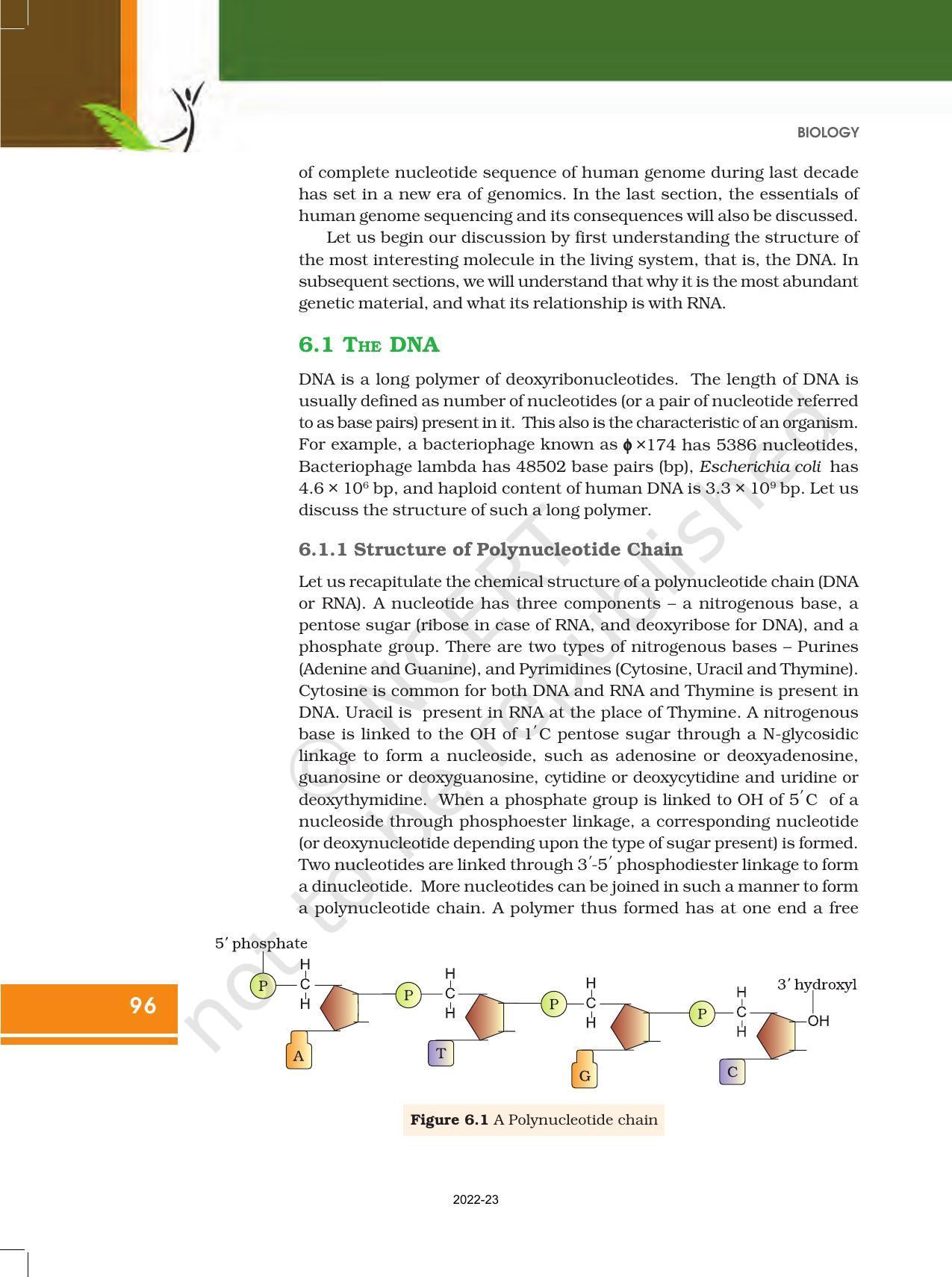 NCERT Book for Class 12 Biology Chapter 6 Molecular Basis of Inheritance - Page 2