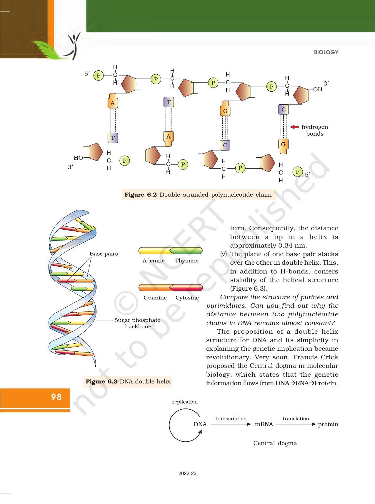NCERT Book for Class 12 Biology Chapter 6 Molecular Basis of Inheritance - Page 4