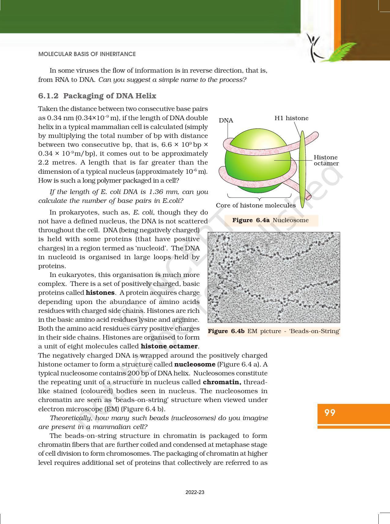 NCERT Book for Class 12 Biology Chapter 6 Molecular Basis of Inheritance - Page 5