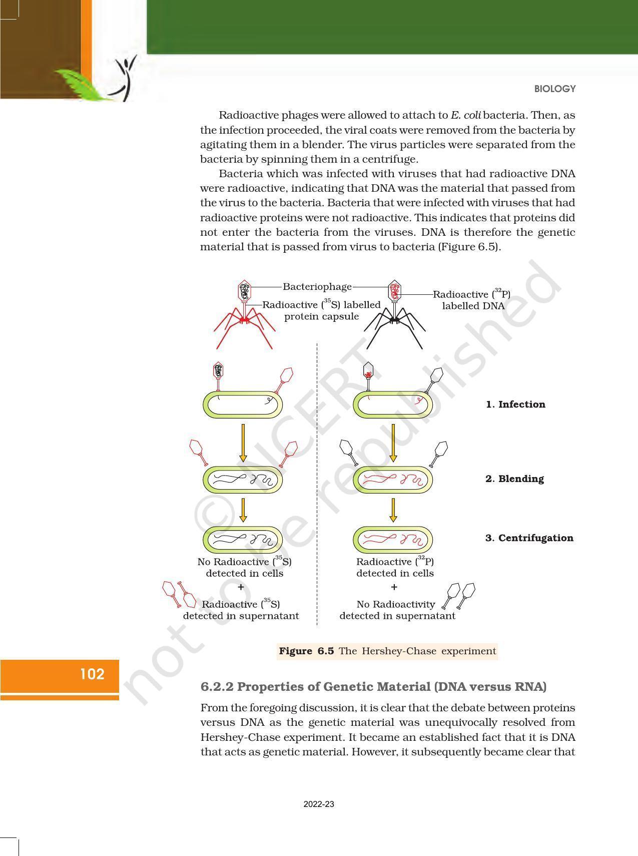 NCERT Book for Class 12 Biology Chapter 6 Molecular Basis of Inheritance - Page 8