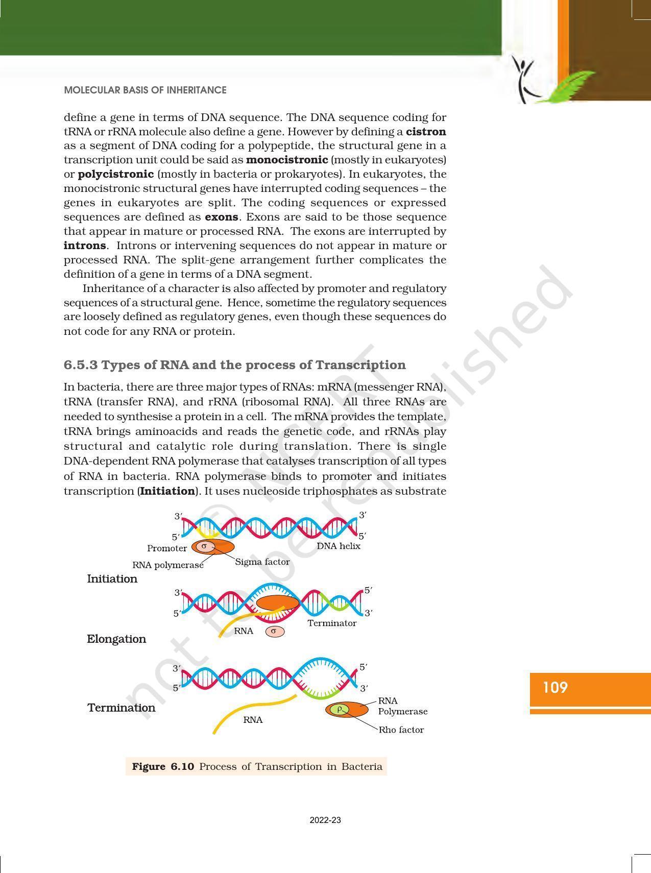 NCERT Book for Class 12 Biology Chapter 6 Molecular Basis of Inheritance - Page 15